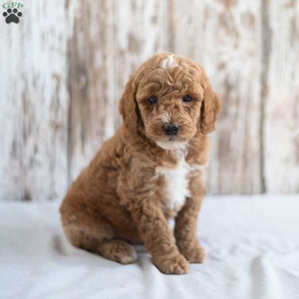 Ozzy, Mini Goldendoodle Puppy